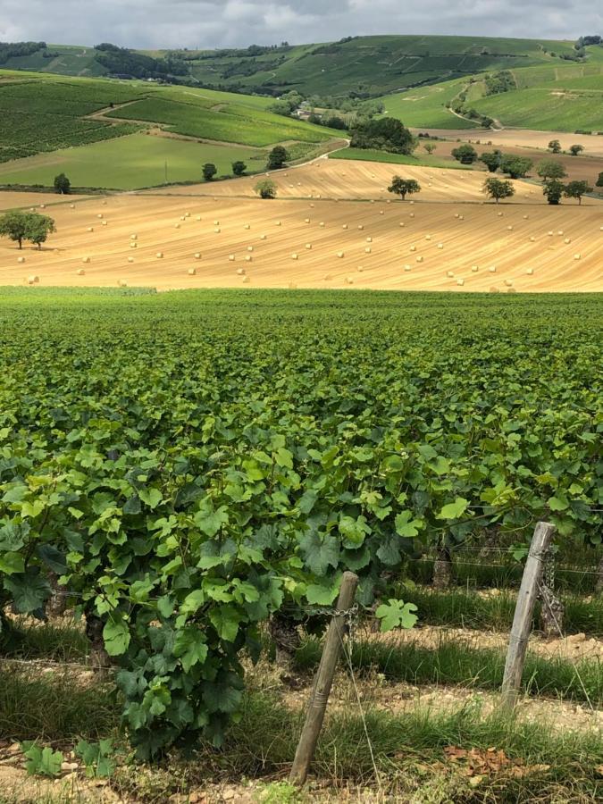 Sancerre Sunflower - Tournesol De סנסר מראה חיצוני תמונה